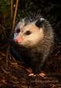 378 Possum in the Rain 7x10  DSC3068 copy 2