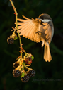 391 Chickadee and Blackberries 7x10  DSC0306 copy