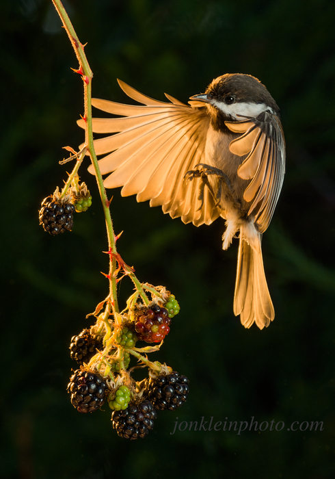 391 Chickadee and Blackberries 7x10  DSC0306 copy