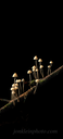 Mushrooms on a Twig