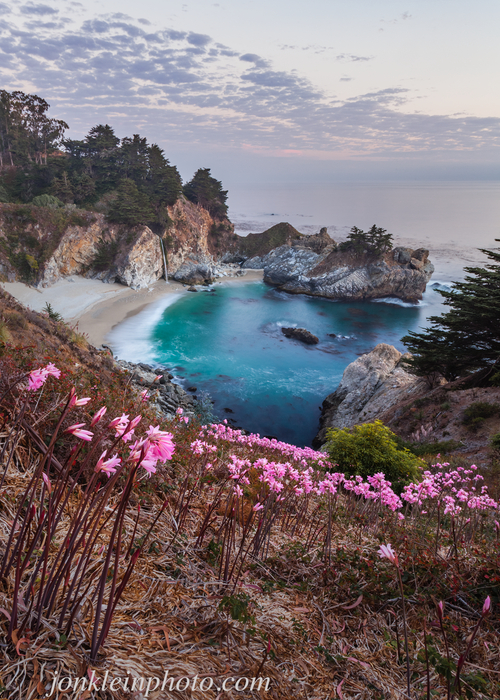 Naked Ladies at McWay Falls