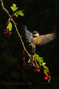 392 Chickadee and Hawthorn 7x10  DSC2770 copy